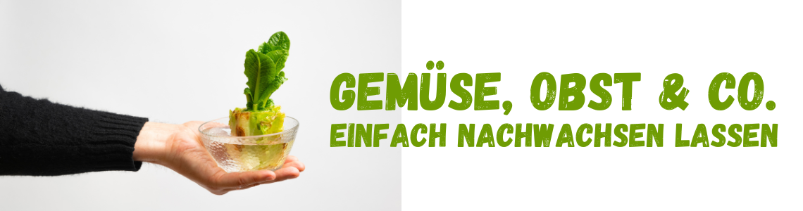 Gemuese_einfach_nachwachsen_lassen_Header