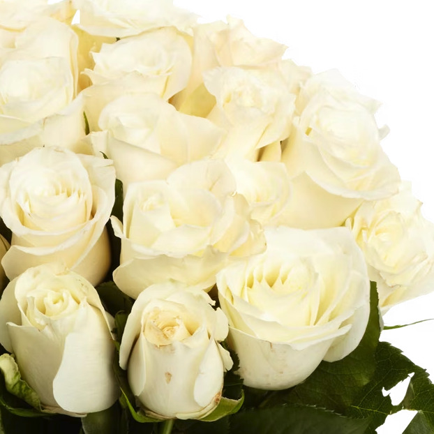 ⚪️ 50 weiße Rosen (mit 40cm Länge) für 27,55€ inkl. Versand 🥰