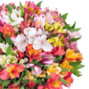 50 Inkalilien mit bis zu 400 Blüten für 19,99€ zzgl. Versand