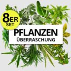2023-06-23_07_47_12-8er-pflanzenu-berraschung.webp_720720