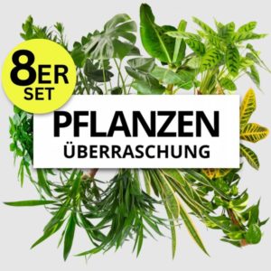 8er-Set Pflanzen Monstera | Zimmerzypresse | Goldfrucht | Dracaena | Liebeslocke | Dieffenbachia | Zimmeraralie | Einblatt für 30,98€ inkl. Versand