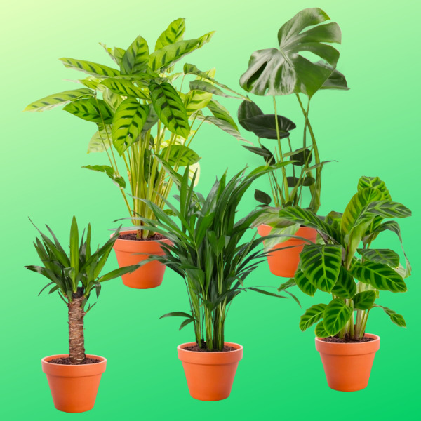 Thumbnail 🪴 5er-Set Zimmerpflanzen für 31,98€ inkl. Versand (Normalpreis: 39,99€)