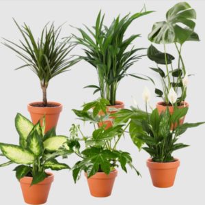 🌱 6er Pflanzenset für nur 28,98€ inkl. Versand (Monstera, Dieffenbachie, Einblatt, Goldfruchtpalme, Drachenbaum, Zimmeraralie)