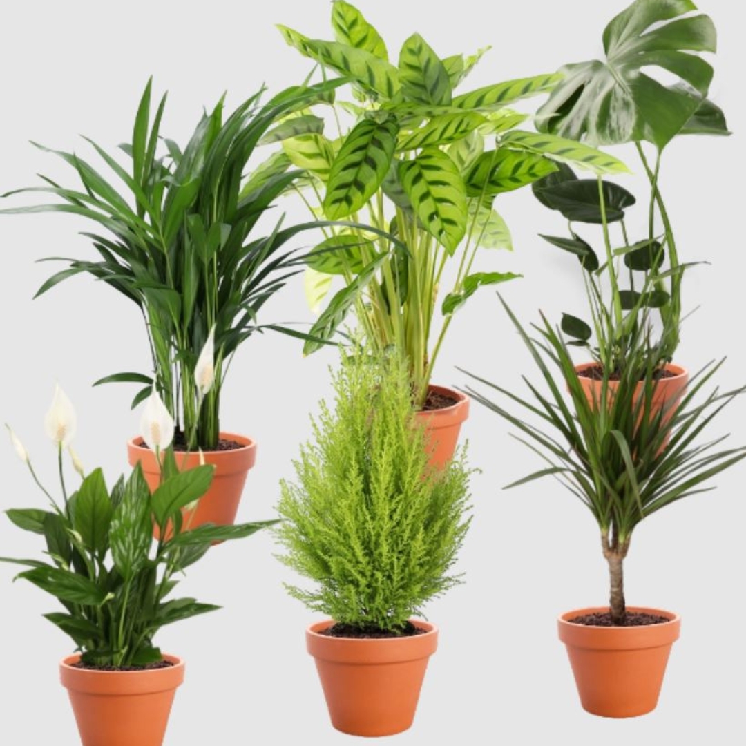 💚 Pflanzen-Set 6er - Monstera | Dieffenbachie | Einblatt | Goldfruchtpalme | Drachenbaum | Spathiphyllum für 27,48€ inkl. Versand