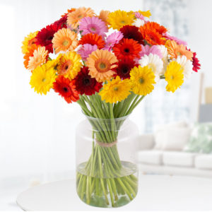 💐 40 bunte Gerbera für 22,95€ zzgl. Versand