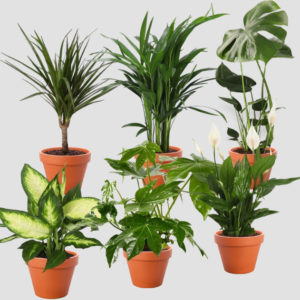🪴 Pflanzen 6er-Set für 28,98€ inkl. Versand (Monstera, Dieffenbachie, Einblatt, Goldfruchtpalme, Drachenbaum &amp; Zimmeraralie)