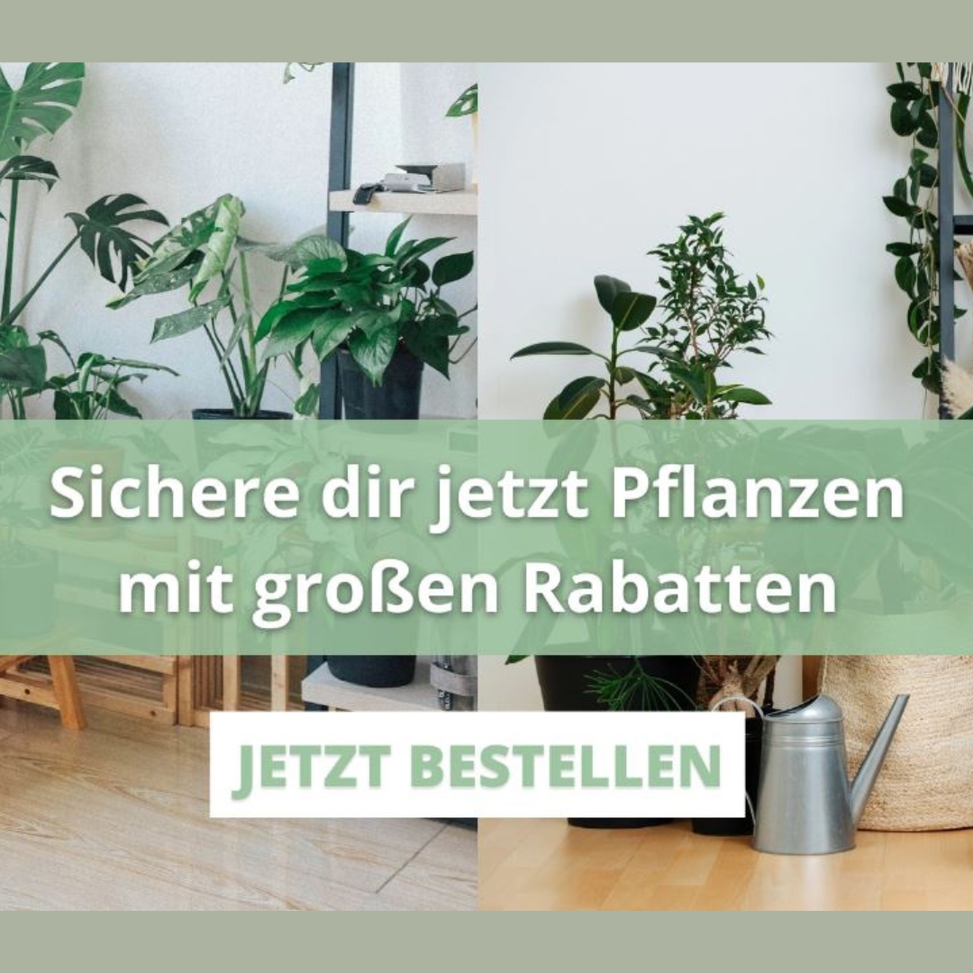 🪴 3 für 2 Aktion bei pflanzeplus