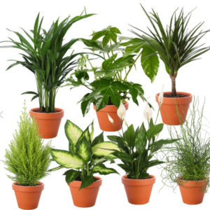 🪴 7er-Set Zimmerpflanzen für 29,98€ (Drachenbaum | Zimmerzypresse | Dieffenbachie | Liebeslocke | Goldfruchtpalme | Einblatt | Zimmeraralie)