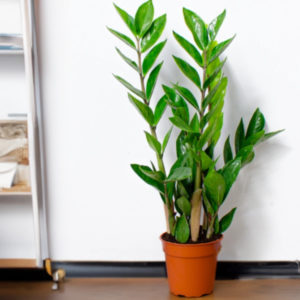 🪴 Pflegeleicht und unverwüstlich: Glücksfeder ( Zamioculcas ), +/- 45-55cm für 9,99€