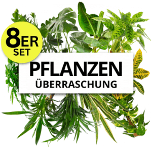 8er-Set Pflanzenüberraschung (40-70cm) für 28,98€ (statt 60€)