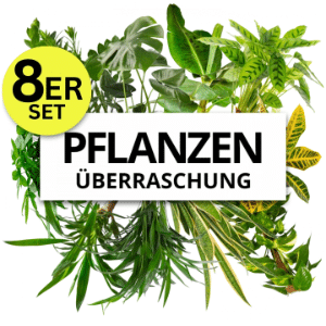 8er-Set Pflanzenüberraschung (40-70cm) für 32,48€