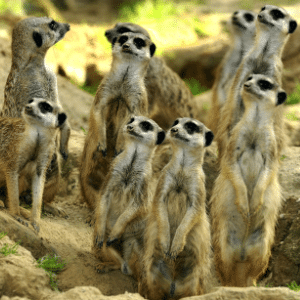 Tagesticket für den Kölner Zoo & Aquarium für 13,41€ (statt 23€)