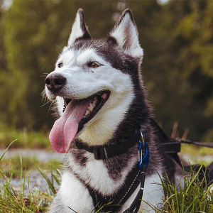 Smartbox: 3 Stunden Husky-Trekking bei Stuttgart für 2 Personen inkl. Getränk für 89,91€