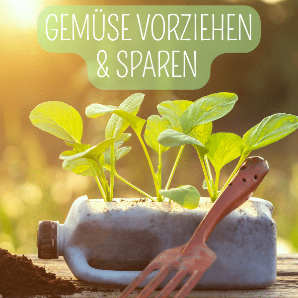 Gemüse vorziehen: So spart ihr beim Anbau von Tomaten, Zucchini & Co!