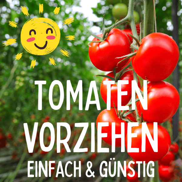 Tomaten vorziehen: ganz einfach & günstig! 🍅