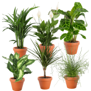 6er-Pflanzenset Tropical Jungle für 27,84€ inkl. Versand