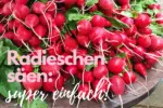 Radieschen säen schnell, einfach, super günstig! 😊