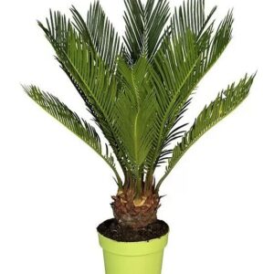 Palmfarn (Cycas revoluta, Topfgröße: 12 cm, Dunkelgrün)