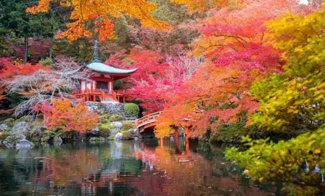 4er-Set Japanischer Ahorn
