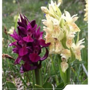 🌸 KOSTENLOS *Sachsen* - Kleines A6-Heft Notizblock Natur