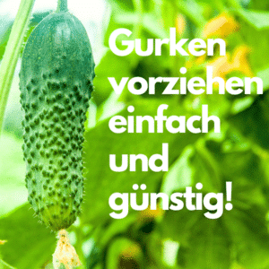 Gurken vorziehen - so klappt's perfekt! 🥒😀