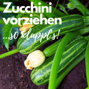 Zucchini vorziehen leicht gemacht! 😀