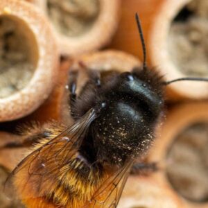(Lokal München) Insektenhotels und Samenbomben basteln (29.04.2025)