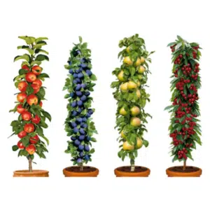 🍎🍐🍒 Obstbäume Set 4x für 32,99€ oder 8x für 59,99€ - Kirsche, Pflaume, Apfel und Birne