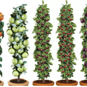 3x oder 5x Set Obstbäume - Apfel, Birne, Süßkirsche, Sauerkirsche und Pflaume