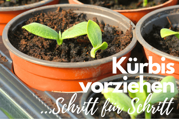 Kürbis vorziehen - Kürbis-Keime in Blumentöpfen