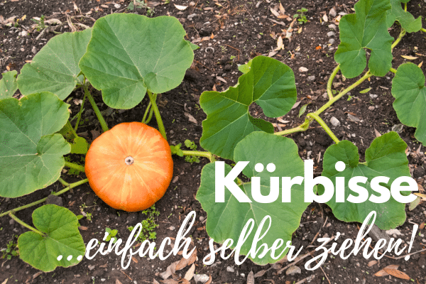 Kürbis selber ziehen: Kürbispflanze mit Kürbis im Beet