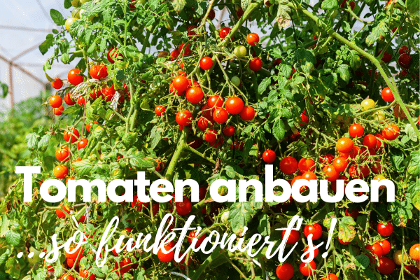 Tomaten Anbau: Zahlreiche reife Tomaten an Tomaten Pflanzen