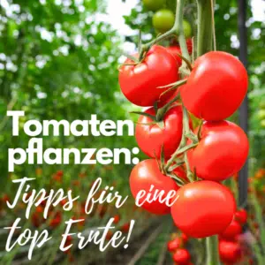 Tomaten pflanzen: Anleitung &amp; Tipps für eine top Ernte!