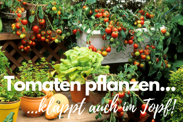 Tomaten Pflanzen in Töpfen und Kübeln auf dem Balkon