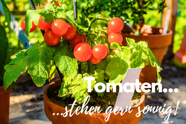 Tomaten Pflanze im Topf in der Sonne