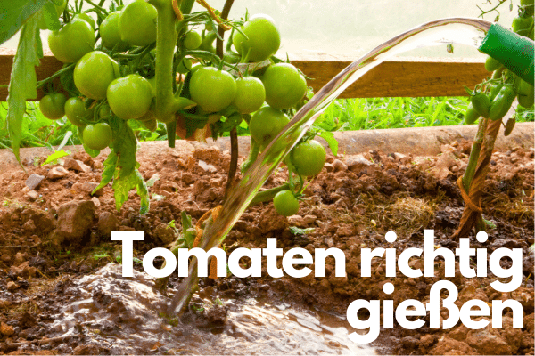 Tomaten Pflanze beim Gießen im Beet