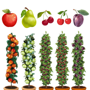 🍎🍐🍒 Obstbäume Set 3x für 32,96€ oder 5x für 42,58€ - Apfel, Birne, Süßkirsche, Sauerkirsche und Pflaume