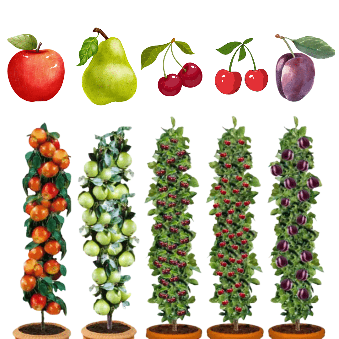Thumbnail 🍎🍐🍒 Obstbäume Set 3x für 32,96€ oder 5x für 42,58€ - Apfel, Birne, Süßkirsche, Sauerkirsche und Pflaume