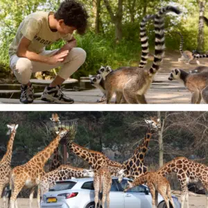 🦒 Niederlande Safaripark Beekse Bergen mit Übernachtung inkl. Frühstück ab 79€ p.P.