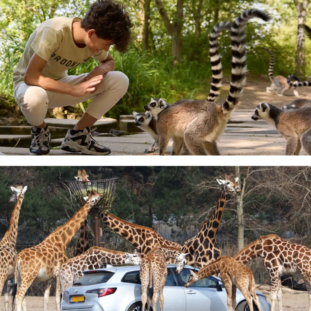 Thumbnail 🦒 Niederlande Safaripark Beekse Bergen mit Übernachtung inkl. Frühstück ab 79€ p.P.