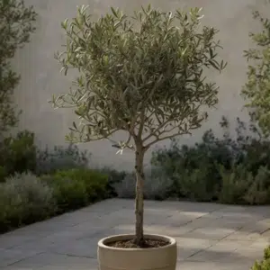 Winterharter Olivenbaum für 28,52€