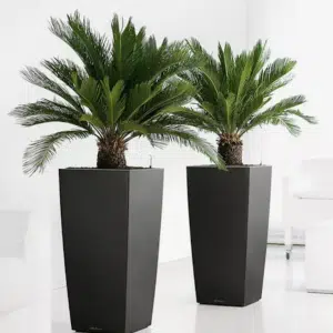 2x Japanischer Palmfarn (Cyca Revoluta) für nur 35,99€ bei Groupon – versandkostenfrei
