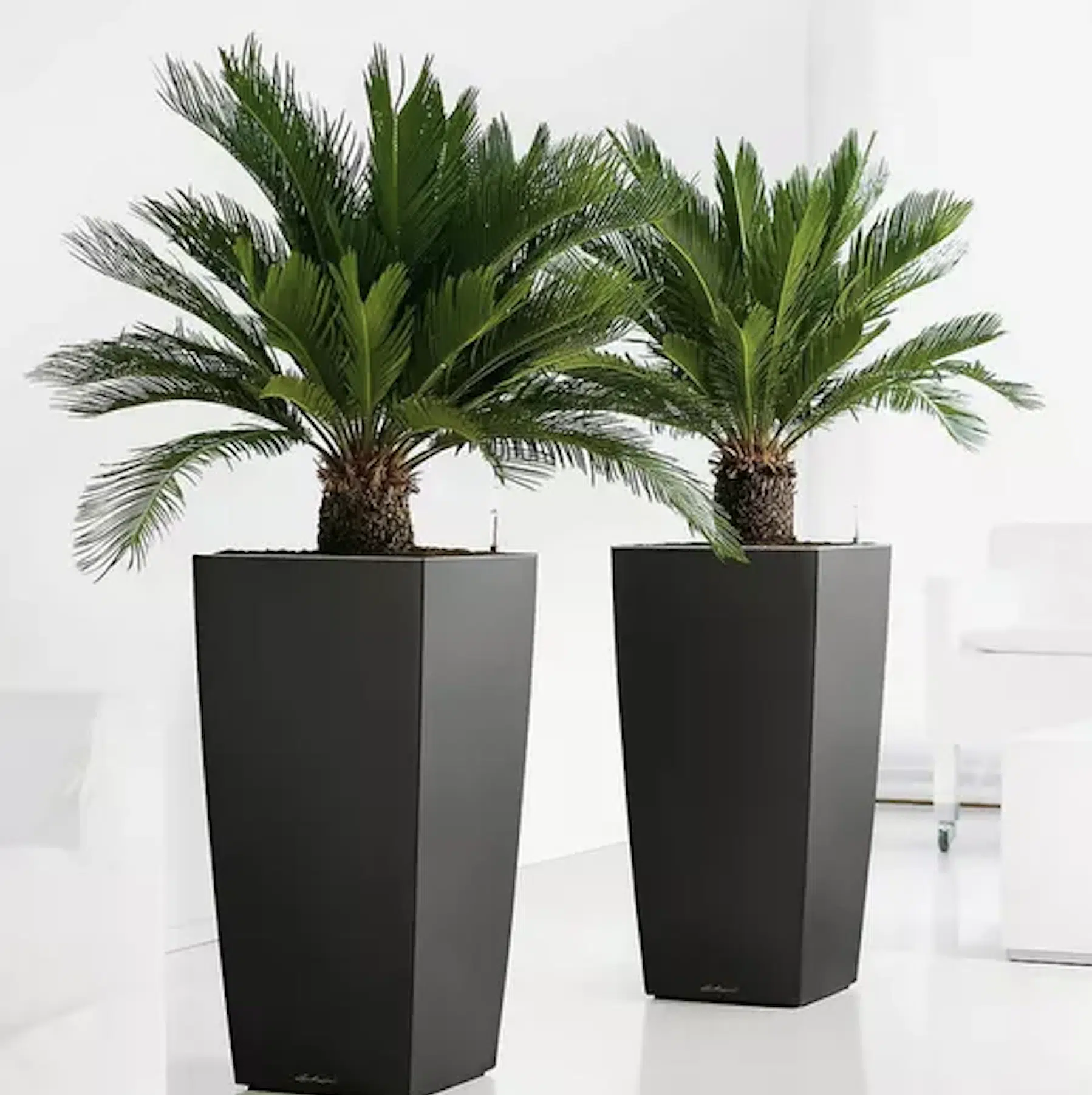 Thumbnail 2x Japanischer Palmfarn (Cyca Revoluta) für nur 35,99€ bei Groupon – versandkostenfrei