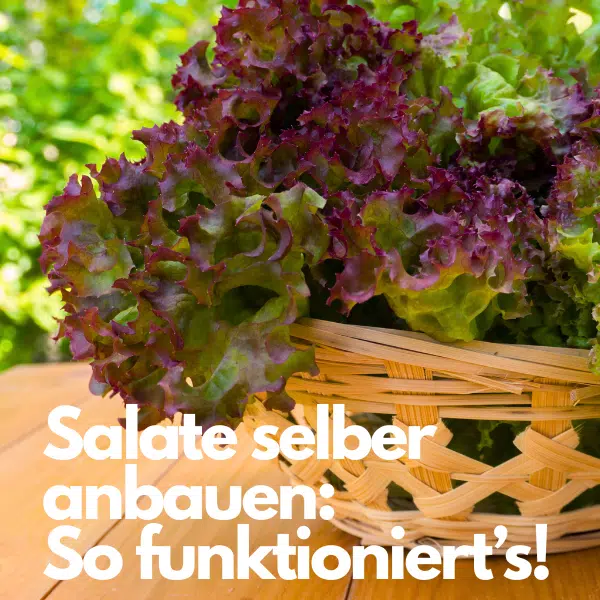 Salat pflanzen rund ums Jahr: So klappt's! 😀