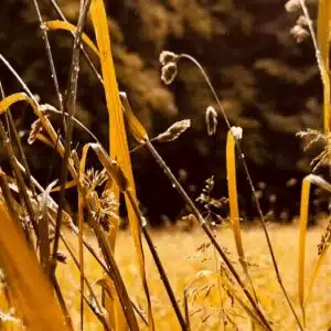 4000 Komparsen für Tribute von Panem gesucht (inkl. Gage)