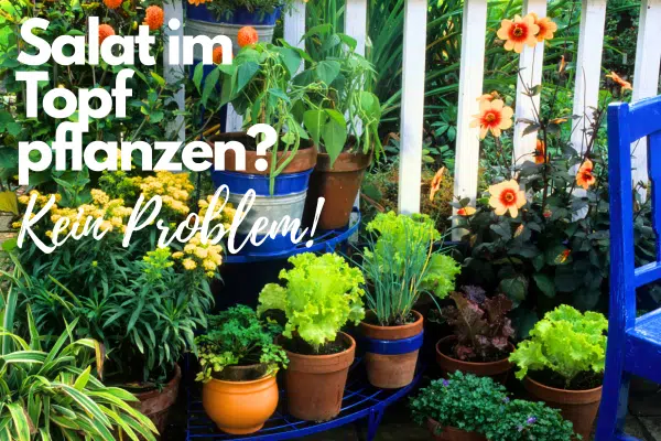 Salatpflanzen in verschiedenen Töpfen