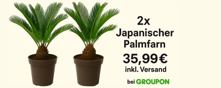 palmfarn_