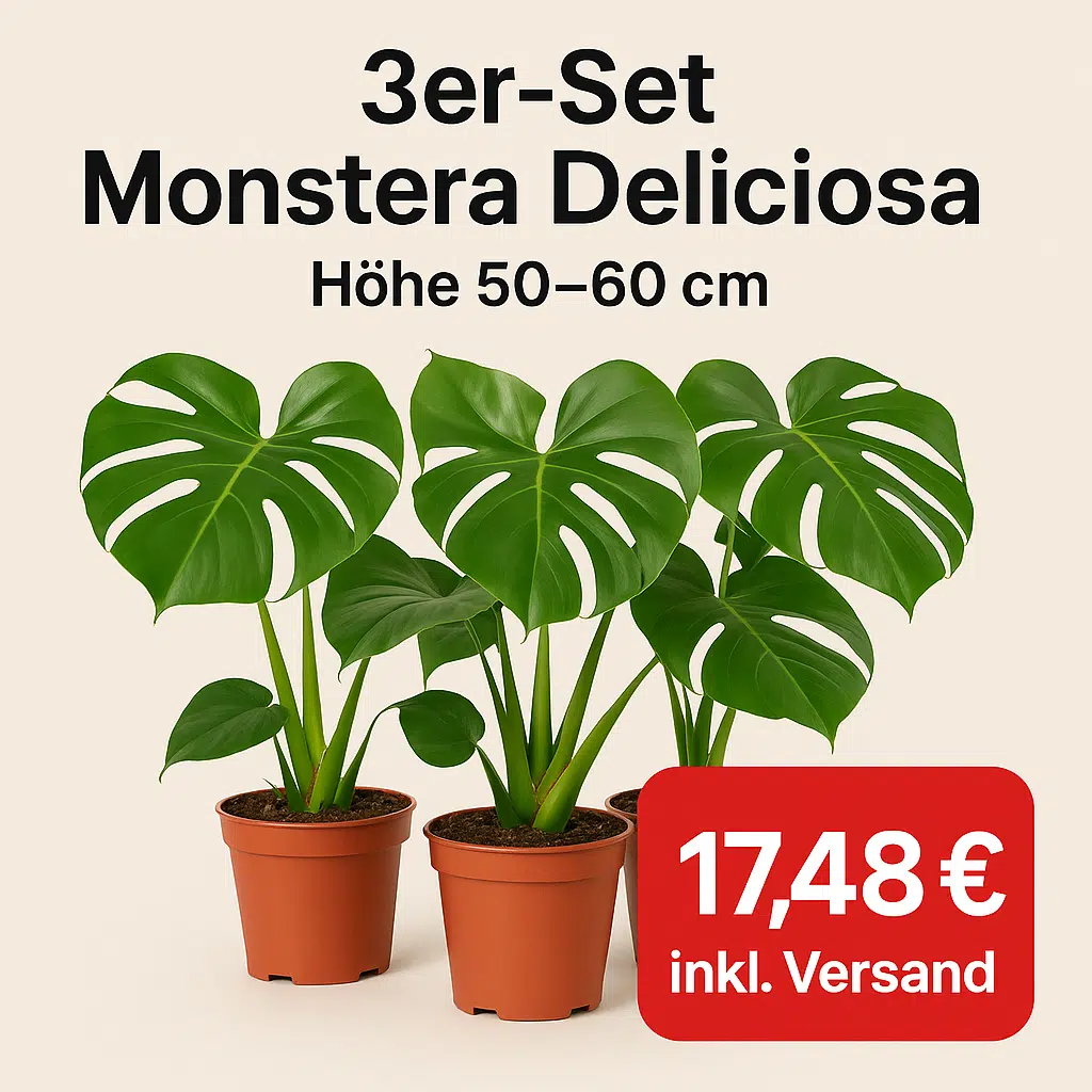 Thumbnail Urban Jungle-Feeling für zu Hause: 3er-Set Monstera Deliciosa für nur 17,48€! 🪴