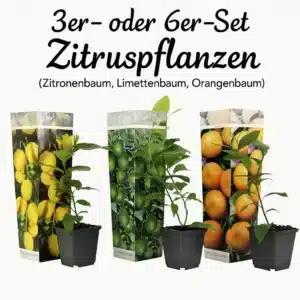 🍋 🍈 🍊 3er- oder 6er-Set Zitruspflanzen (Zitronenbaum, Limettenbaum, Orangenbaum)