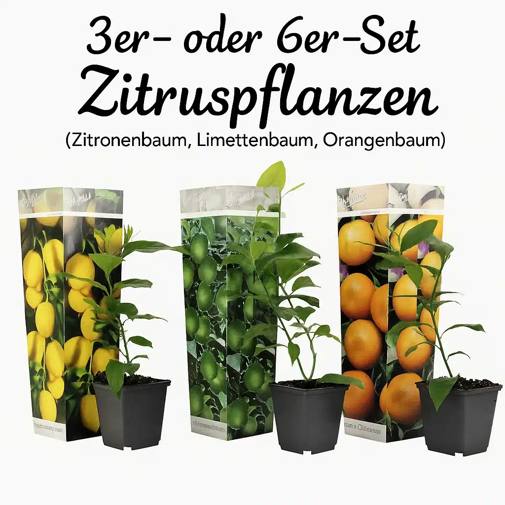 Thumbnail 🍋 🍈 🍊 3er- oder 6er-Set Zitruspflanzen (Zitronenbaum, Limettenbaum, Orangenbaum)